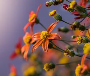 Preview wallpaper flowers, plant, bloom, orange, yellow