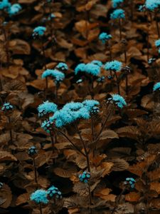 Preview wallpaper flowers, plant, blue, bloom, garden