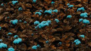 Preview wallpaper flowers, plant, blue, bloom, garden