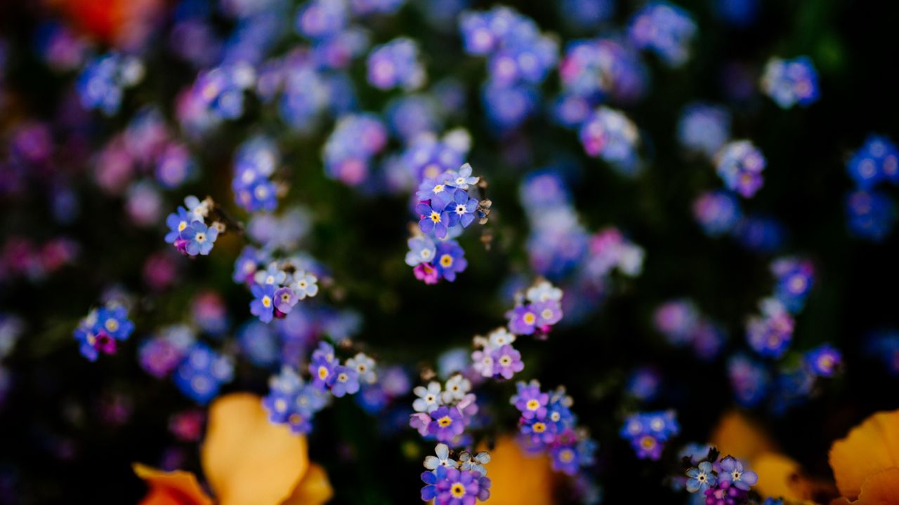 Wallpaper flowers, plant, blur