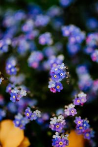 Preview wallpaper flowers, plant, blur