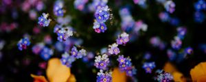 Preview wallpaper flowers, plant, blur