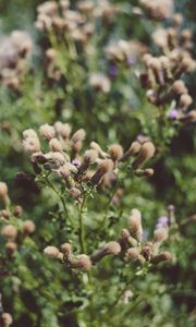 Preview wallpaper flowers, plant, blur, fluffy