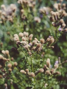 Preview wallpaper flowers, plant, blur, fluffy