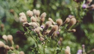 Preview wallpaper flowers, plant, blur, fluffy