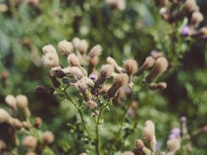 Preview wallpaper flowers, plant, blur, fluffy