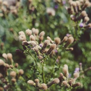 Preview wallpaper flowers, plant, blur, fluffy