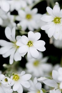 Preview wallpaper flowers, plant, buds