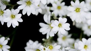 Preview wallpaper flowers, plant, buds