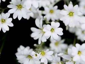Preview wallpaper flowers, plant, buds