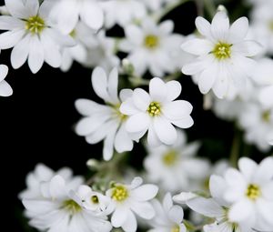 Preview wallpaper flowers, plant, buds