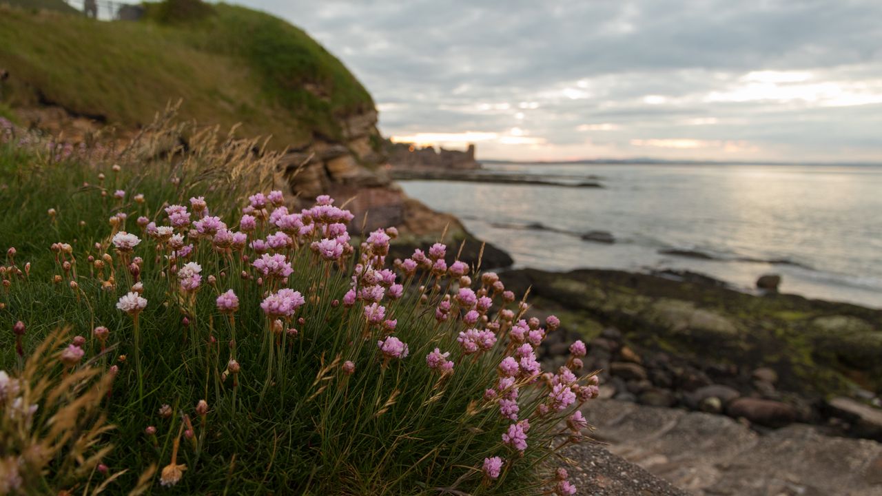 Wallpaper flowers, plant, coast, rocks, landscape