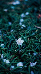 Preview wallpaper flowers, plant, grasses, dusk