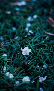 Preview wallpaper flowers, plant, grasses, dusk