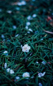 Preview wallpaper flowers, plant, grasses, dusk