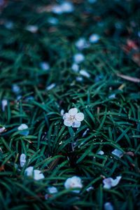Preview wallpaper flowers, plant, grasses, dusk