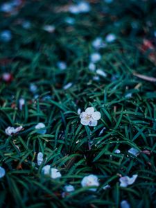 Preview wallpaper flowers, plant, grasses, dusk