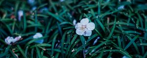 Preview wallpaper flowers, plant, grasses, dusk