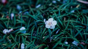 Preview wallpaper flowers, plant, grasses, dusk
