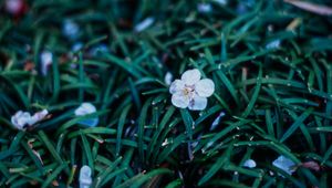 Preview wallpaper flowers, plant, grasses, dusk