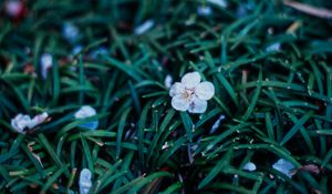 Preview wallpaper flowers, plant, grasses, dusk