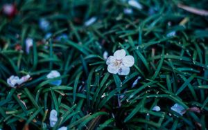 Preview wallpaper flowers, plant, grasses, dusk
