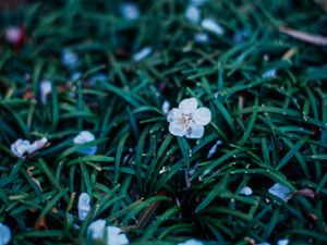 Preview wallpaper flowers, plant, grasses, dusk