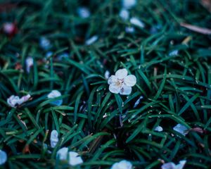 Preview wallpaper flowers, plant, grasses, dusk