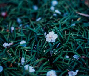 Preview wallpaper flowers, plant, grasses, dusk