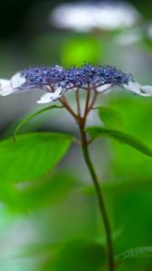 Preview wallpaper flowers, plant, inflorescence, blur