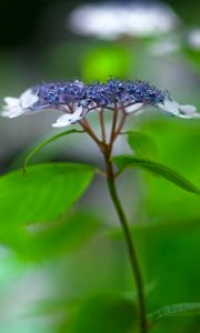 Preview wallpaper flowers, plant, inflorescence, blur