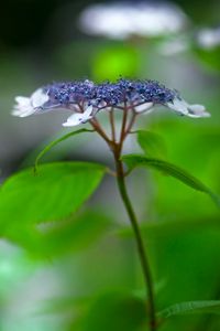 Preview wallpaper flowers, plant, inflorescence, blur