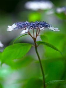 Preview wallpaper flowers, plant, inflorescence, blur