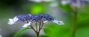 Preview wallpaper flowers, plant, inflorescence, blur