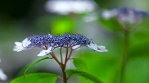 Preview wallpaper flowers, plant, inflorescence, blur