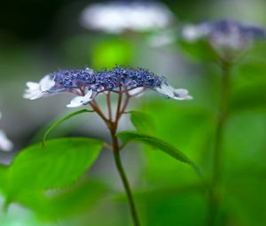 Preview wallpaper flowers, plant, inflorescence, blur