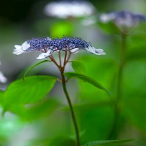 Preview wallpaper flowers, plant, inflorescence, blur