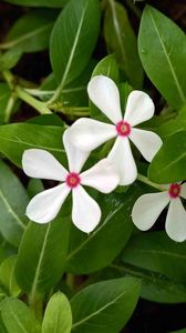 Preview wallpaper flowers, plant, leaves, macro