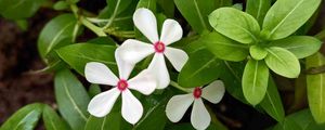 Preview wallpaper flowers, plant, leaves, macro