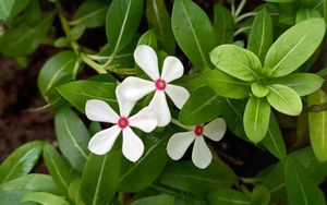 Preview wallpaper flowers, plant, leaves, macro