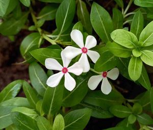 Preview wallpaper flowers, plant, leaves, macro