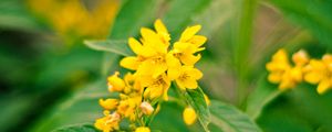 Preview wallpaper flowers, plant, leaves, macro, yellow