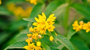 Preview wallpaper flowers, plant, leaves, macro, yellow