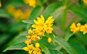 Preview wallpaper flowers, plant, leaves, macro, yellow