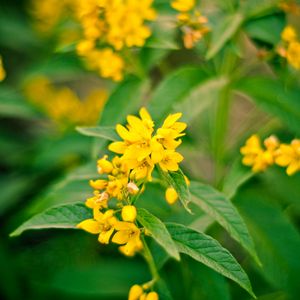 Preview wallpaper flowers, plant, leaves, macro, yellow