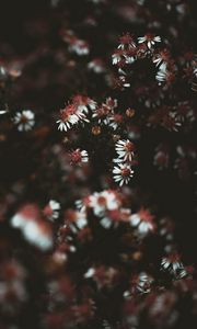 Preview wallpaper flowers, plant, macro, white