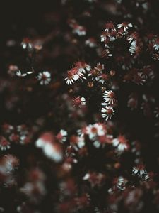Preview wallpaper flowers, plant, macro, white