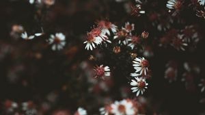 Preview wallpaper flowers, plant, macro, white