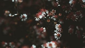 Preview wallpaper flowers, plant, macro, white