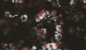 Preview wallpaper flowers, plant, macro, white